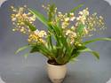 Oncidium Twinkle White Strong